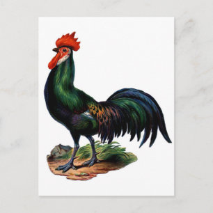 Rooster für antike grüne Feathers Postkarte