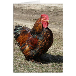 Rooster Gold Laced Bantam Cochin