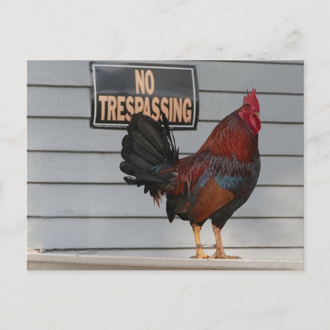 Rooster Guard a Key West Porch Poster Postkarte (Vorderseite)