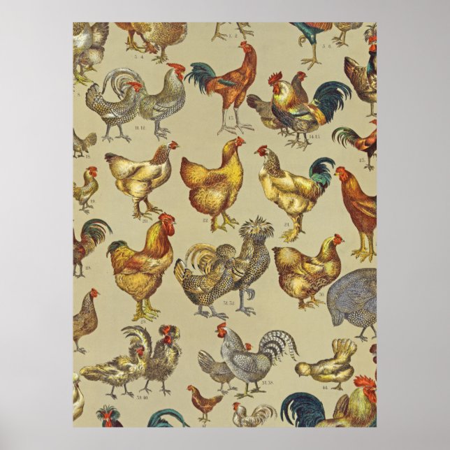 Rooster-Hühnerfarm Landtier Poster (Vorne)