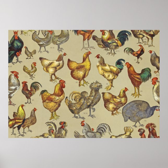 Rooster-Hühnerfarm Landtier Poster (Vorne)