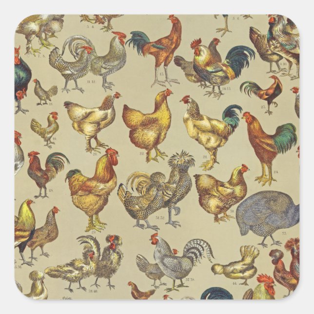 Rooster-Hühnerfarm Landtier Quadratischer Aufkleber (Vorderseite)