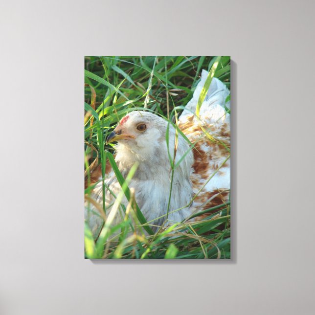 Rooster in der Heuwiese Leinwand drucken (Vorderseite)