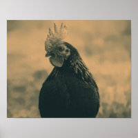 Rooster in Sepia