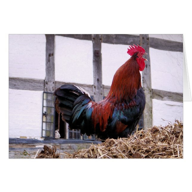 ROOSTER-Karte (Vorderseite (Horizontal))