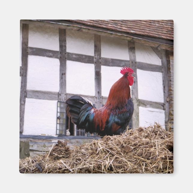 ROOSTER MAGNET (Vorne)