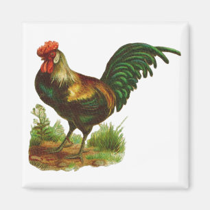 Rooster Magnet