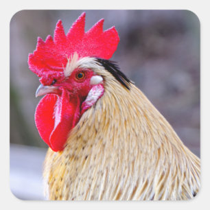 Rooster mit Cockscomb Quadratischer Aufkleber