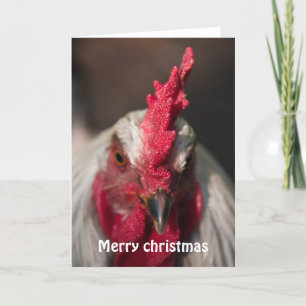 Rooster nahe Weihnachten