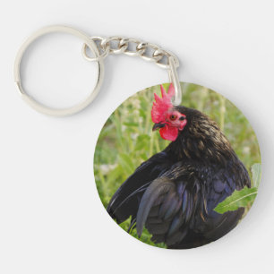 Rooster noir