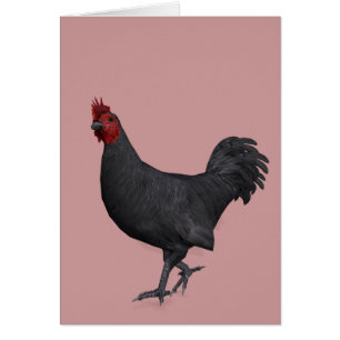 Rooster noir