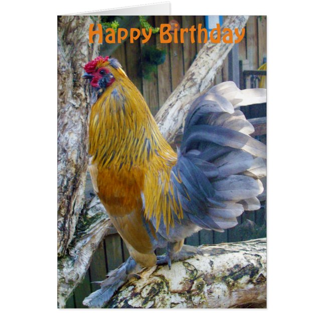 Rooster Orange Fluffy, Carte Anniversaire (Devant)