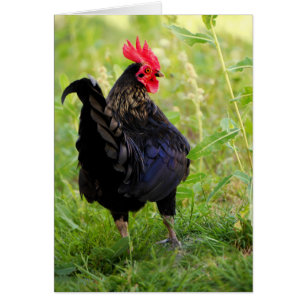 Rooster Portrait