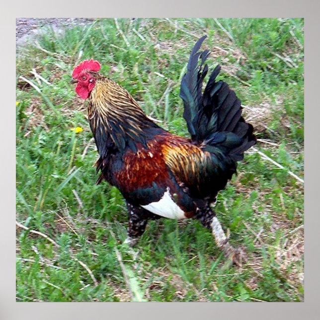 Rooster-Poster laufen Poster (Vorne)