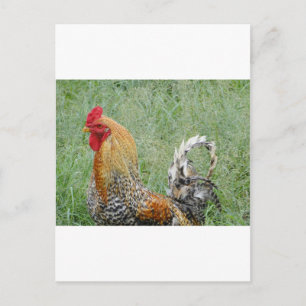 Rooster Postkarte