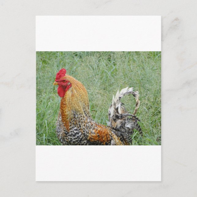 Rooster Postkarte (Vorderseite)