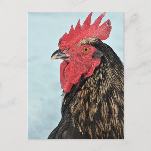 Rooster Postkarte (Vorderseite)