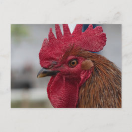 Rooster Postkarte