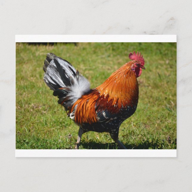 Rooster Postkarte (Vorderseite)
