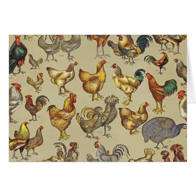 Rooster Poulet de la ferme Pays Animal (Devant horizontal)