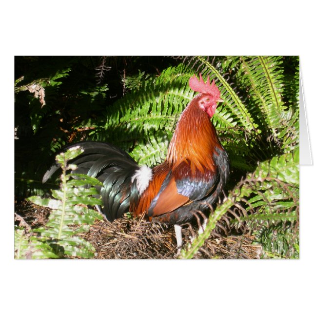 Rooster - Red Jungle Fowl (Devant horizontal)