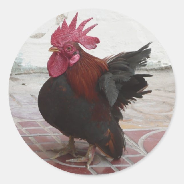 ROOSTER RUNDER AUFKLEBER (Vorderseite)