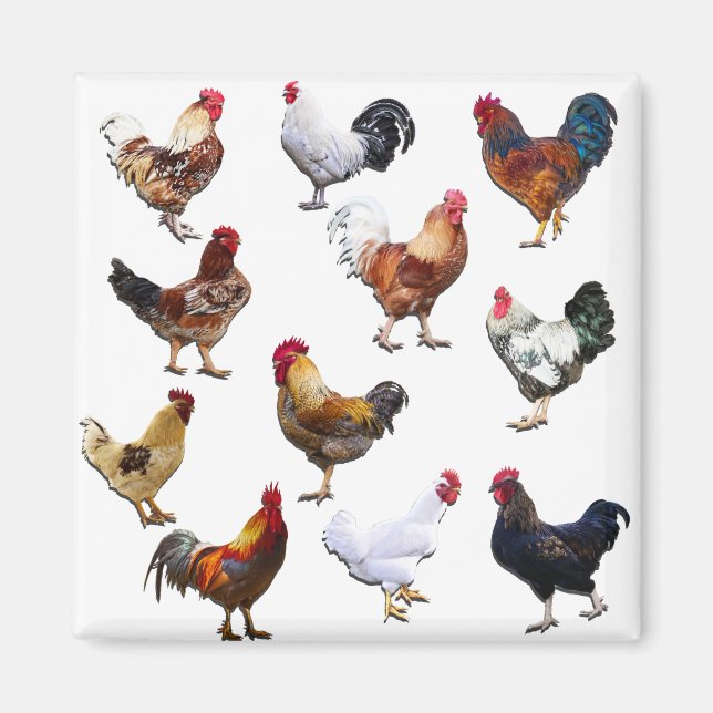Rooster sammeln Farbhühnchen Magnet (Vorne)