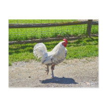 Rooster überquert den Weg auf einem Bauernhof von