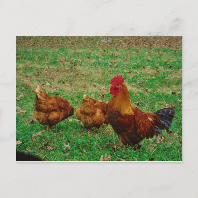 Rooster und seine Hühner Postkarte (Vorderseite)