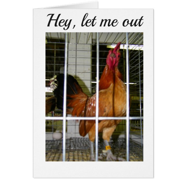 ROOSTER WOLLTE, IHNEN SEINEN GEBURTSTAG ZU SAGEN! (Vorne)