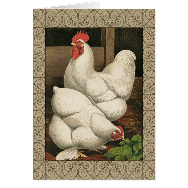 Roosters & Hen außerhalb von Hen House mit weißer  (Vorne)