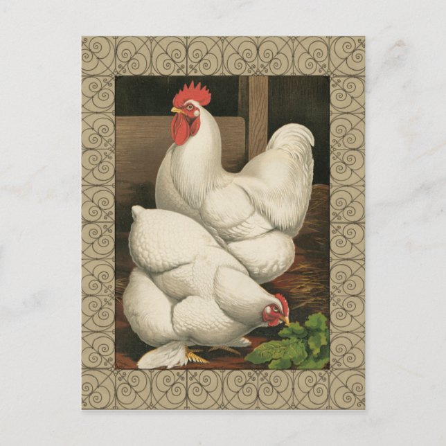 Roosters & Hen außerhalb von Hen House mit weißer  Postkarte (Vorderseite)