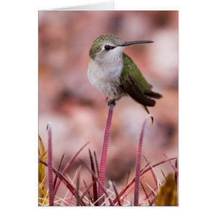 Roosting de cactus de baril