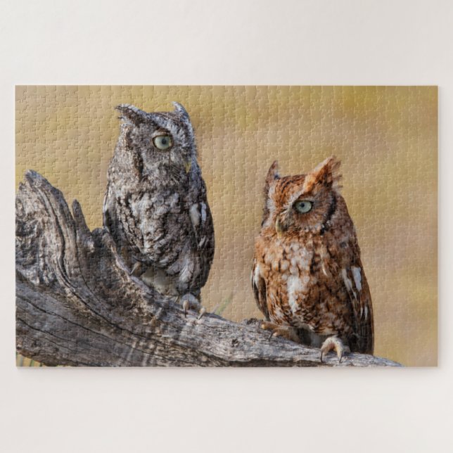 Roosting der Osterschnecke in Bäumen (Horizontal)