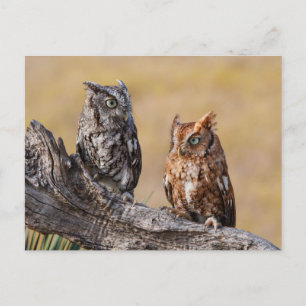 Roosting der Osterschnecke in Bäumen Postkarte
