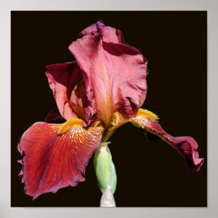Root Bearded Iris Blume Poster