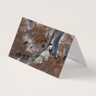 "Roots" Gnarled Trees, Pine Needles, Forest Floor