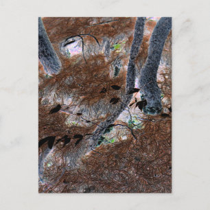 "Roots" Gnarled Trees, Pine Needles, Forest Floor Postkarte