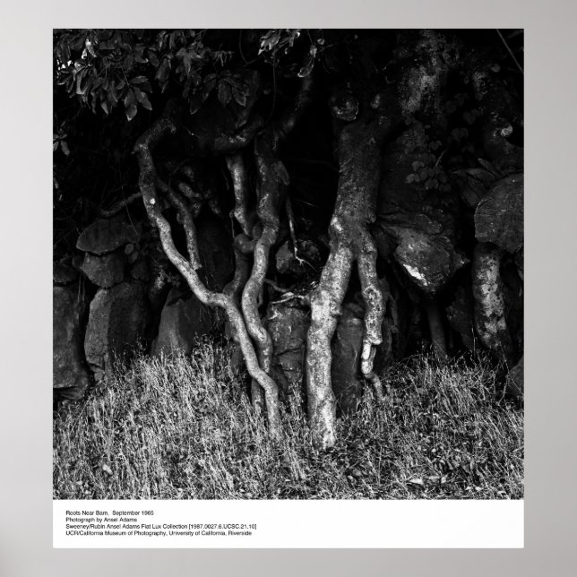 Roots Near Barn, September 1965 von Ansel Adams Poster (Vorne)