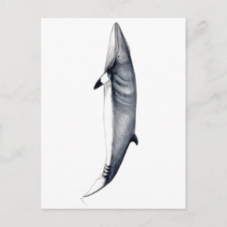 Rorcual aliblanco tarjeta postal, Minke Walcard Postkarte