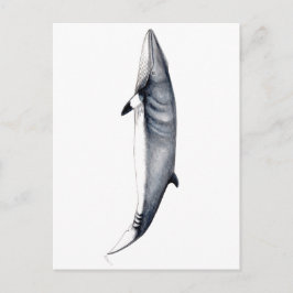 Rorcual aliblanco tarjeta postal, Minke Walcard Postkarte