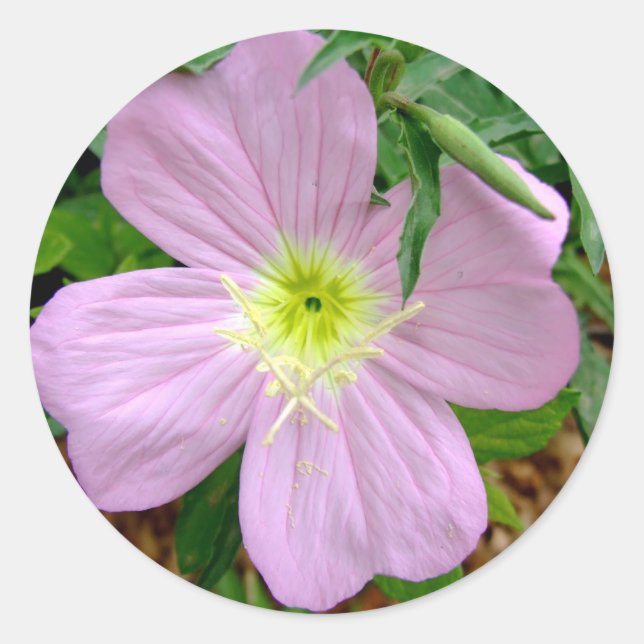 Rosa Abend Gras-Blume Runder Aufkleber (Vorderseite)