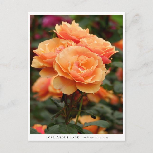 Rosa About Face Postkarte (Vorderseite)