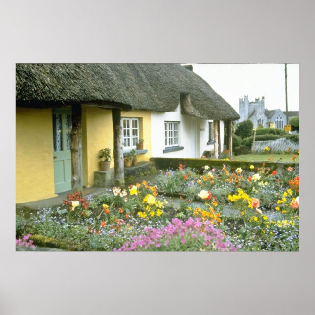Rosa Adare, Limerick-Blume Poster (Vorne)