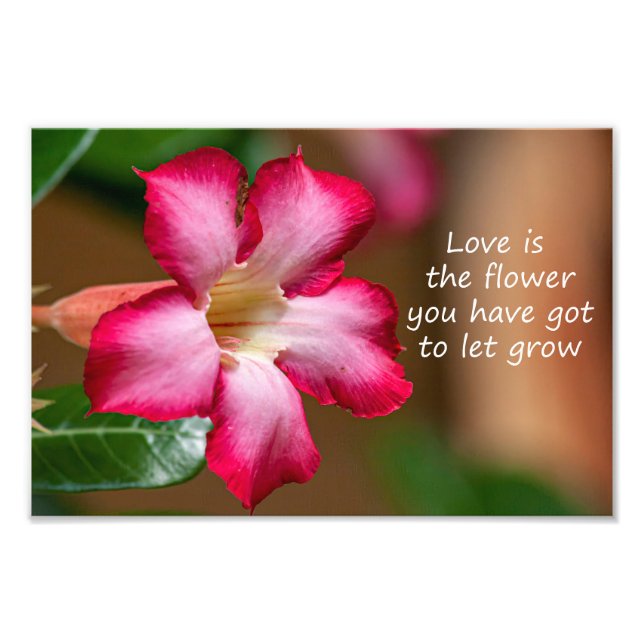 Rosa Adenium Obesum Blume alias Wüste Rose Fotodruck (Vorne)