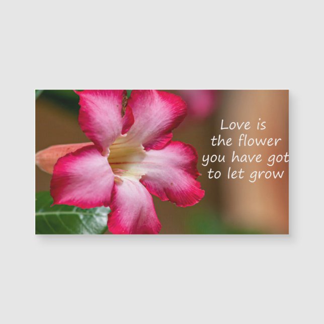 Rosa Adenium Obesum Blume alias Wüste Rose Magnetkarte (Vorderseite)