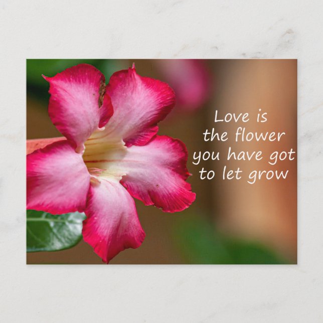 Rosa Adenium Obesum Blume alias Wüste Rose Postkarte (Vorderseite)