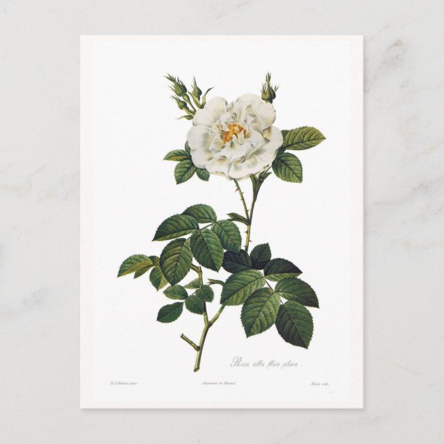 Rosa alba flore postkarte (Vorderseite)