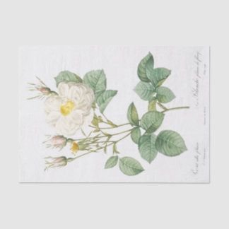 Rosa alba foliacea seidenpapier