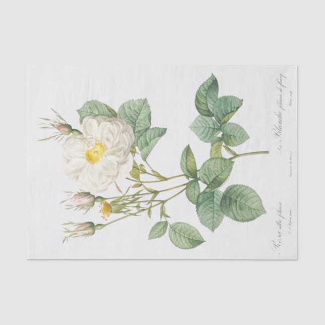 Rosa alba foliacea seidenpapier (Vorderseite)